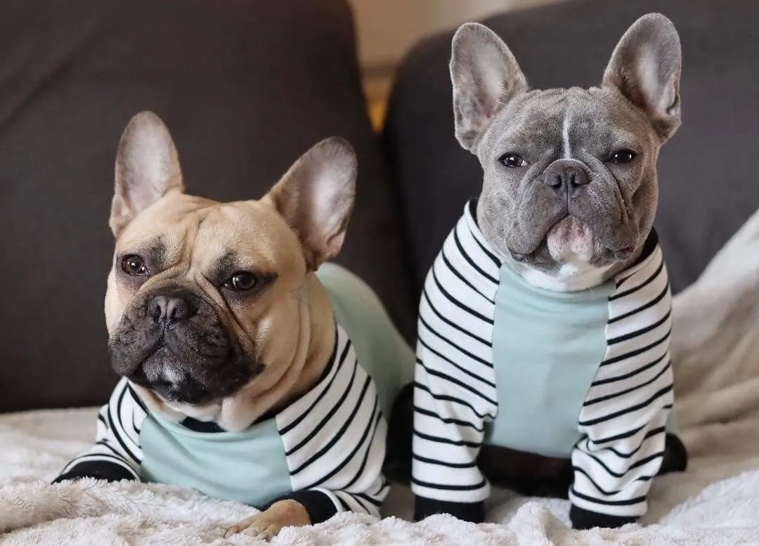 French Bulldog Pajamas | Frenchie Clothing | Blue Frenchie dog