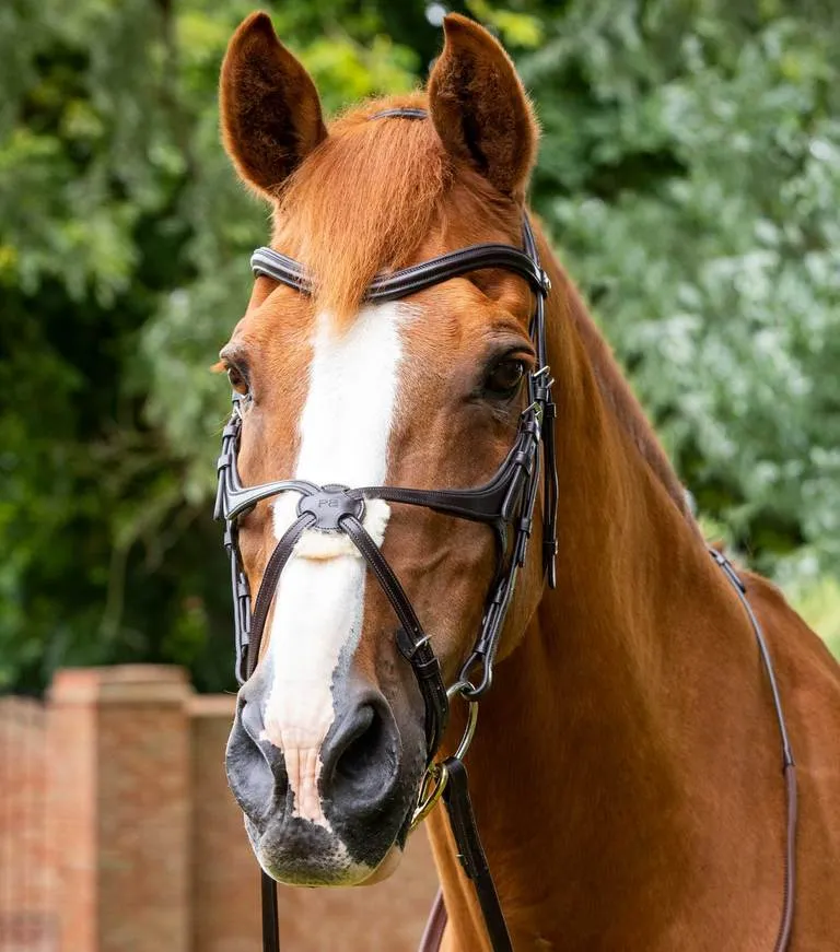 PEI Glorioso Grackle Bridle