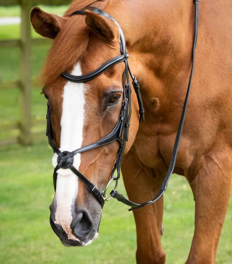 PEI Glorioso Grackle Bridle