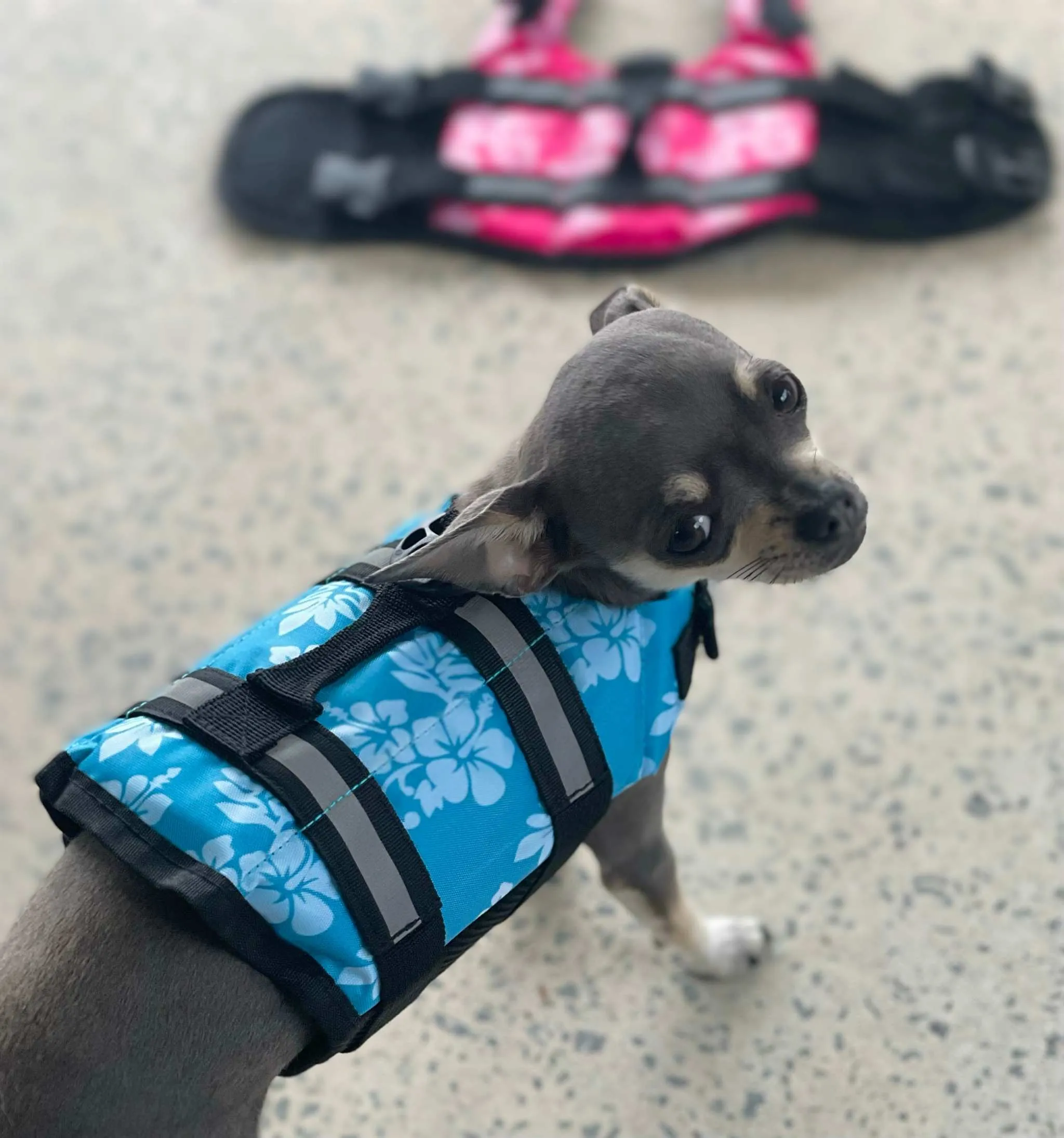 Puppy Life Jacket, Pocket Pooch Swim Vest