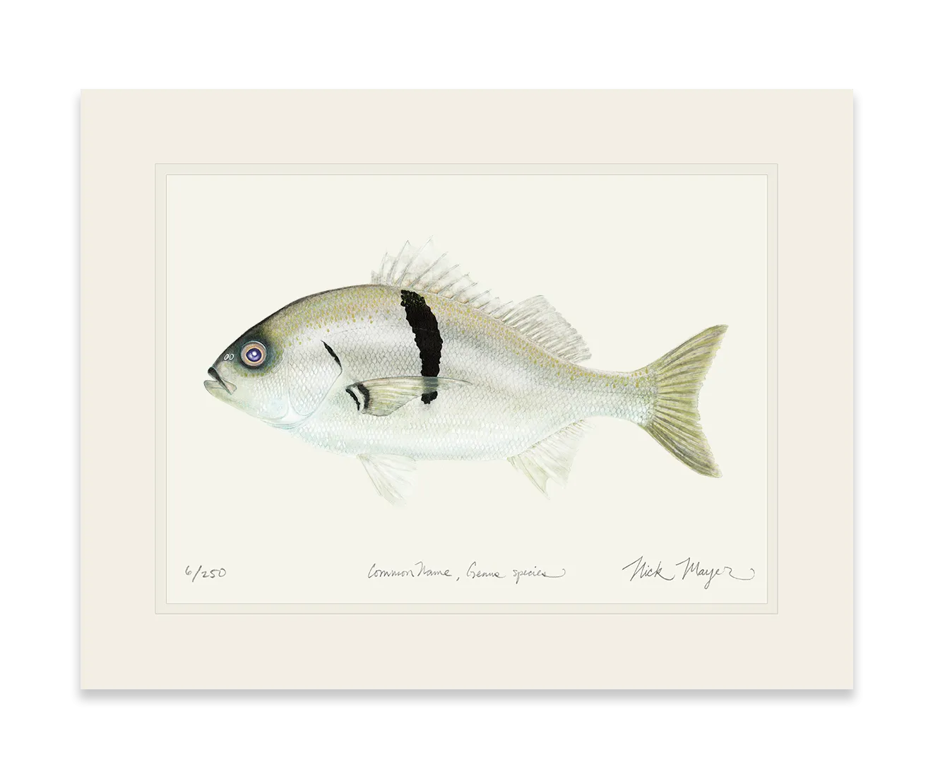 Sargo Perch Print